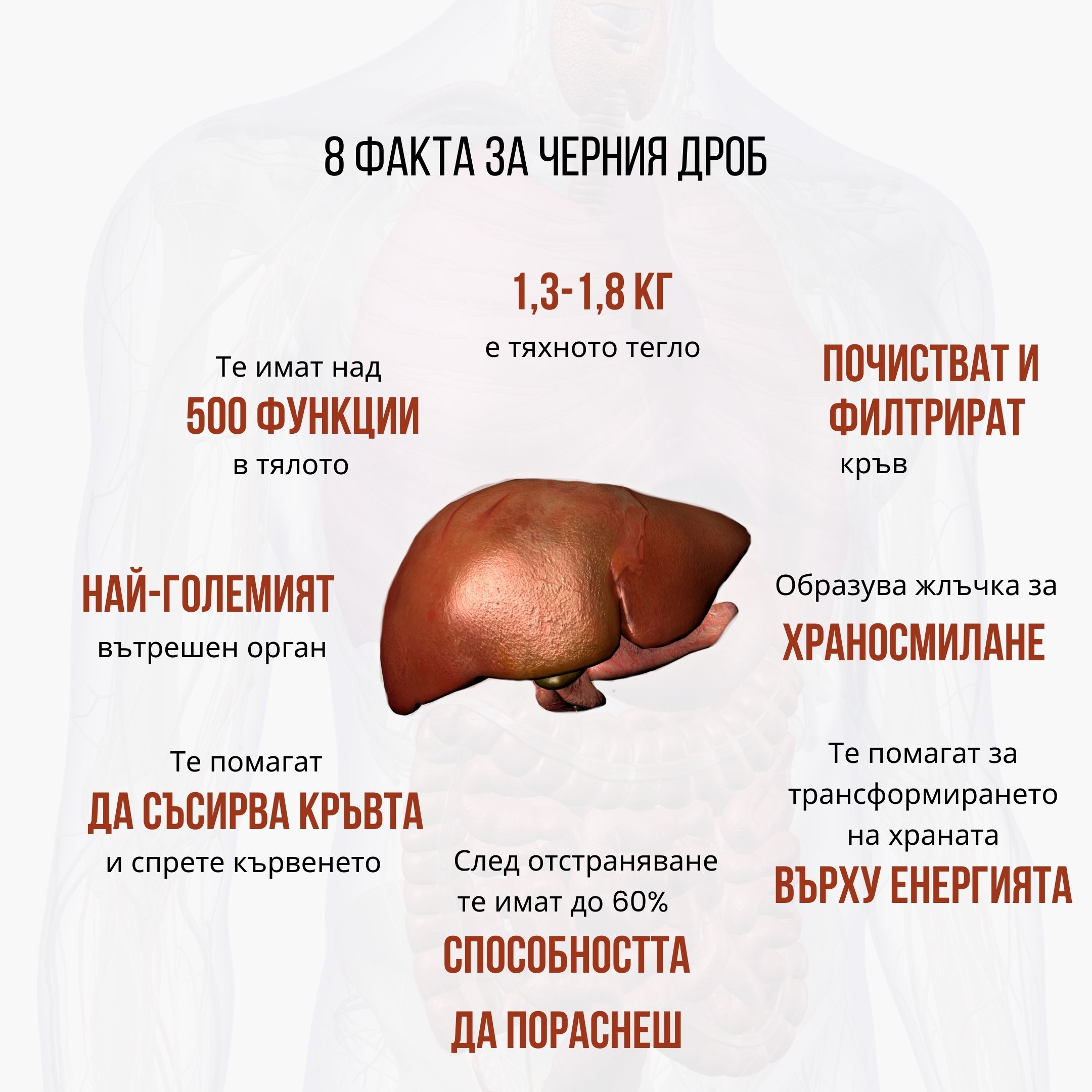 (Bulharština) 8 faktů o játerech